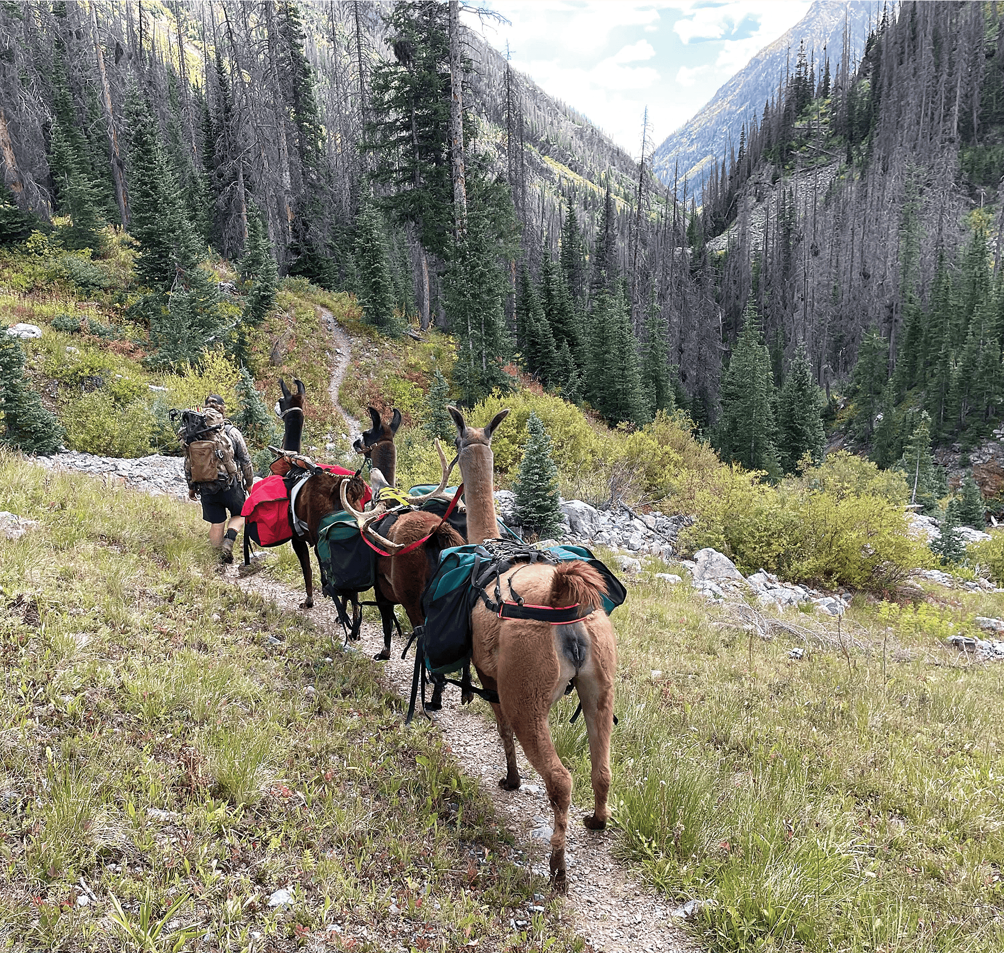): Llama pack strings are very capable and nimble in rough wilderness areas.