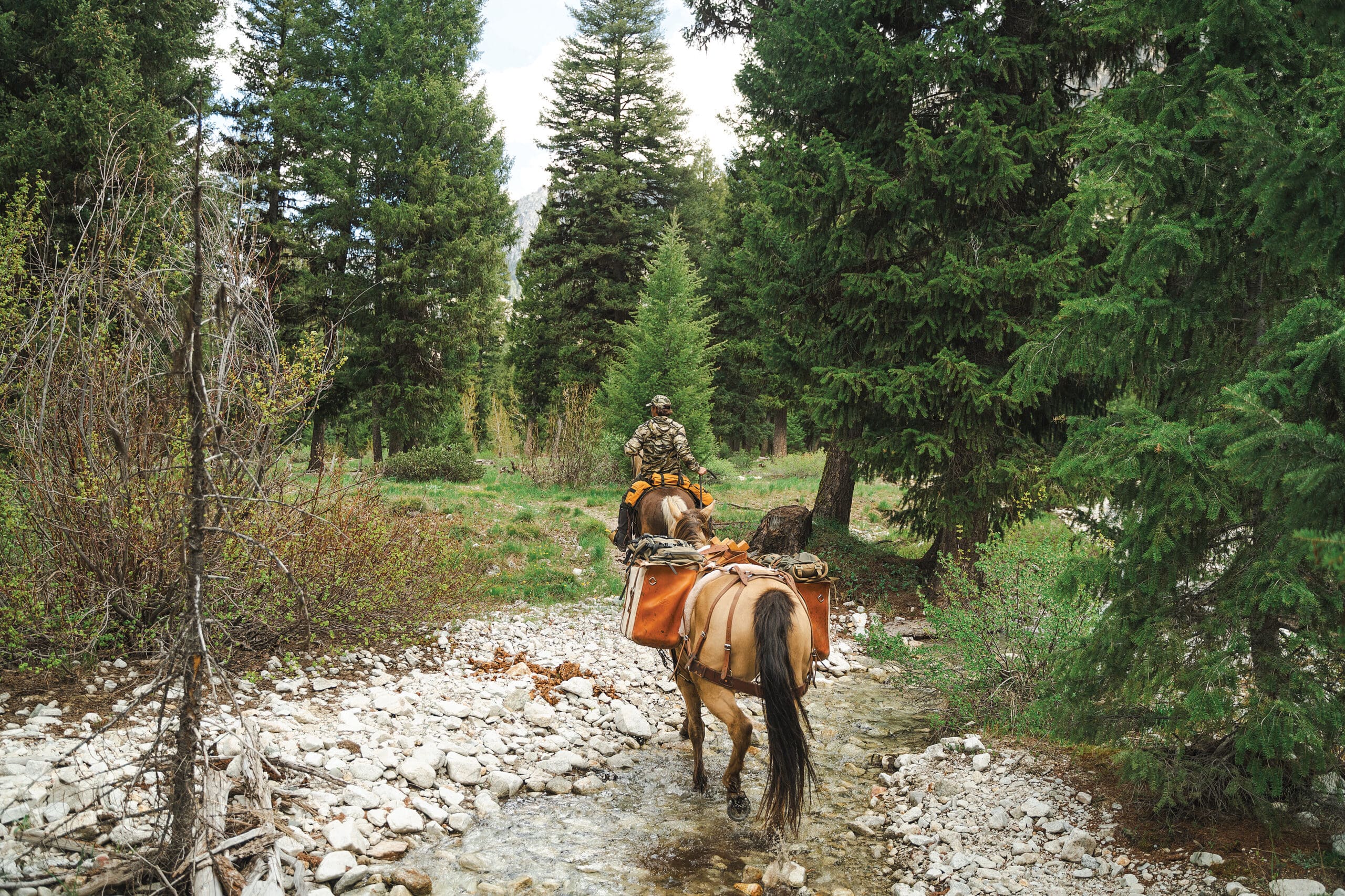Bear Hunter | a short story